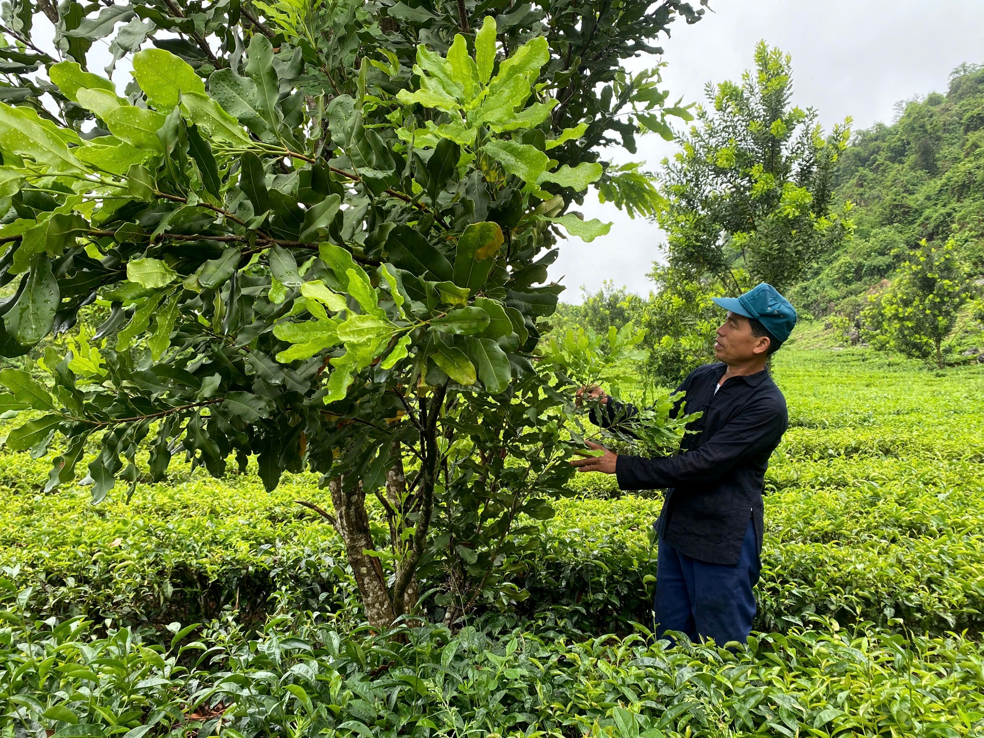 Người dân xã Tà Hừa chăm sóc cây mắc-ca xen chè.